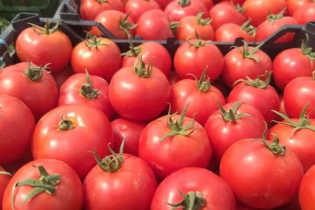 برداشت بیش از ۵۲ هزار تن گوجه فرنگی در مزارع میاندوآب آغاز شد