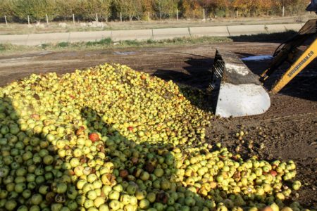 خرید توافقی سیب درجه سه در ۳۲ مرکز آذربایجان‌غربی آغاز شد