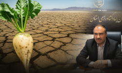 افتخار یا فاجعه؟ تولید ۳۵ درصد چغندرقند کشور به قیمت مرگ دریاچه ارومیه