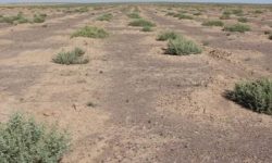 تشکیل چهار کانون ریزگرد در حاشیه دریاچه ارومیه