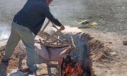 کشف و امحای تجهیزات زنده‌گیری پرندگان شکاری در پلدشت