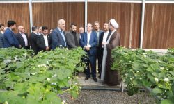 بازدید استاندار آذربایجان‌غربی از گلخانه هیدروپونیک تولید توت‌فرنگی در ارومیه