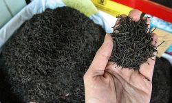 محکومیت بیش از ۲ میلیارد ریالی برای نگهداری چای قاچاق در ارومیه