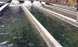 آغاز توزیع بچه‌ماهی در استخرهای کشاورزی آذربایجان‌غربی با هدف توسعه آبزی‌پروری