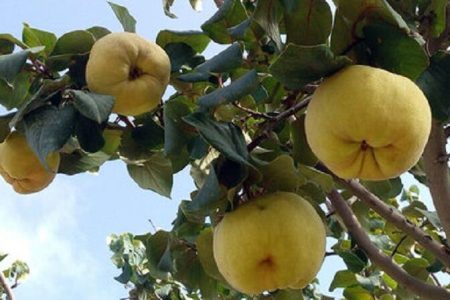 برداشت بیش از ۲۵۰ تُن میوه «بِه» در باغ‌های آذربایجان‌غربی آغاز شد