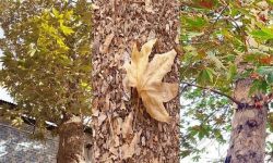 ‍ هیچ درختی در ارومیه بر اثر سهل‌انگاری خشک نشده است