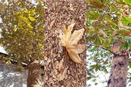 ‍ هیچ درختی در ارومیه بر اثر سهل‌انگاری خشک نشده است