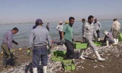 صید ۲۰ هزار تن ماهی استخوانی از منابع آبی آذربایجان غربی آغاز شد