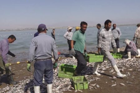صید ۲۰ هزار تن ماهی استخوانی از منابع آبی آذربایجان غربی آغاز شد