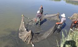 آغاز رهاسازی ۱۰ میلیون قطعه بچه‌ماهی در منابع آبی آذربایجان‌غربی و شمال‌غرب کشور