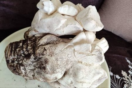 کشف قارچ کوهی ۶ کیلو و ۲۰۰ گرمی در تکاب