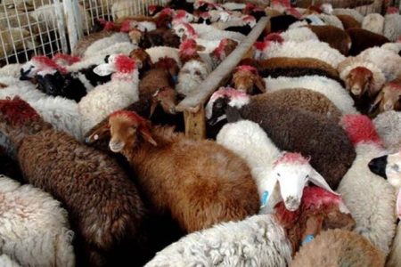 توقیف کاروان ۱۸۷ رأسی احشام قاچاق در مرزهای جنوبی آذربایجان‌غربی