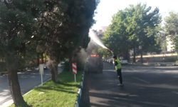 پیگیری ویژه شهرداری ارومیه درباره خشک شدن درختان خیابان شهید بهشتی