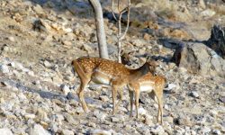 پایداری زیستی در پارک ملی دریاچه ارومیه برقرار است