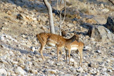 پایداری زیستی در پارک ملی دریاچه ارومیه برقرار است