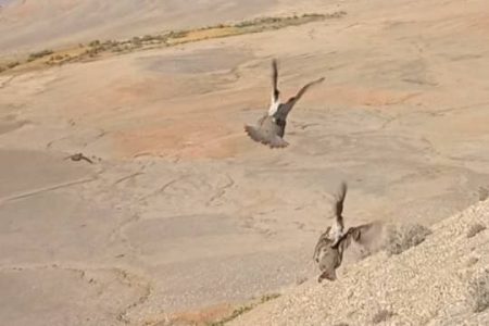 رهاسازی ۸ قطعه کبک در ارتفاعات شهرستان شوط