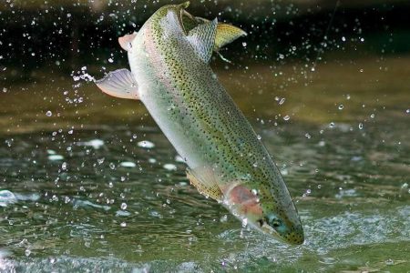 شیلات آذربایجان‌غربی؛ از رشد ۱۱ درصدی تا احیای شاه‌میگوی ارس