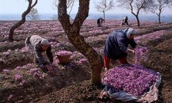 پیش‌بینی برداشت ۲۵۰ کیلوگرم زعفران در آذربایجان‌غربی