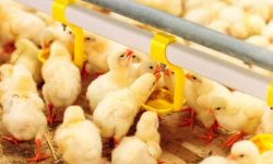 افزایش ۸.۴ درصدی جوجه‌ریزی در مرغداری‌های آذربایجان‌غربی