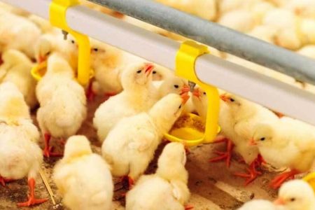 افزایش ۸.۴ درصدی جوجه‌ریزی در مرغداری‌های آذربایجان‌غربی