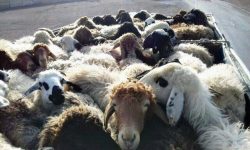 کشف و ضبط ۲۶ رأس دام زنده قاچاق در بوکان