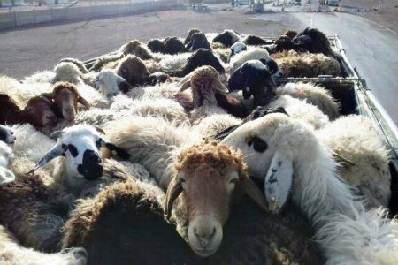 کشف و ضبط ۲۶ رأس دام زنده قاچاق در بوکان