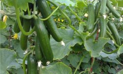 برداشت ۹۵۰ تن محصول گلخانه‌ای در شهرک‌های کشاورزی آذربایجان‌غربی