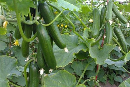 برداشت ۹۵۰ تن محصول گلخانه‌ای در شهرک‌های کشاورزی آذربایجان‌غربی