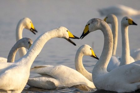 تالاب سولدوز نقده میزبان قوهای فریادکش