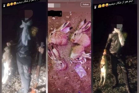 شکارچی غیرمجاز خرگوش در چالدران با رصد فضای مجازی شناسایی شد