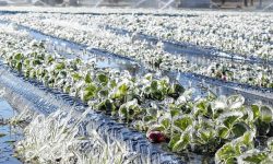 هشدار فنی هواشناسی به کشاورزان و دامداران آذربایجان‌غربی، توصیه‌های پیشگیرانه در پی افزایش برودت هوا