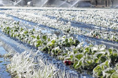 هشدار فنی هواشناسی به کشاورزان و دامداران آذربایجان‌غربی، توصیه‌های پیشگیرانه در پی افزایش برودت هوا