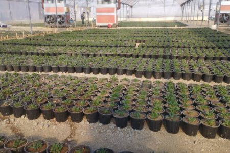 تولید بیش از ۵ میلیون بوته گل و گونه گیاهی در سازمان سیما، منظر و فضای سبز شهری ارومیه